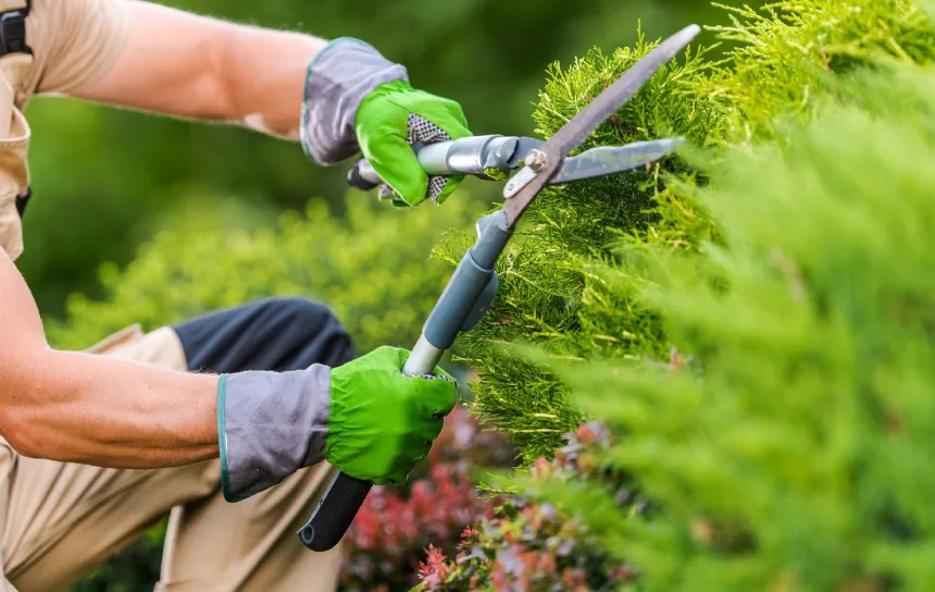 Landscaping